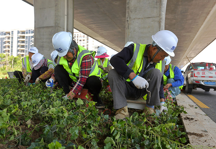 8、東環(huán)路高架下常春藤種植中.JPG